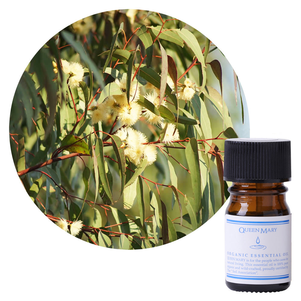 QUEEN MARY/クイーンメリー精油 ユーカリ・グロブルス 5mL