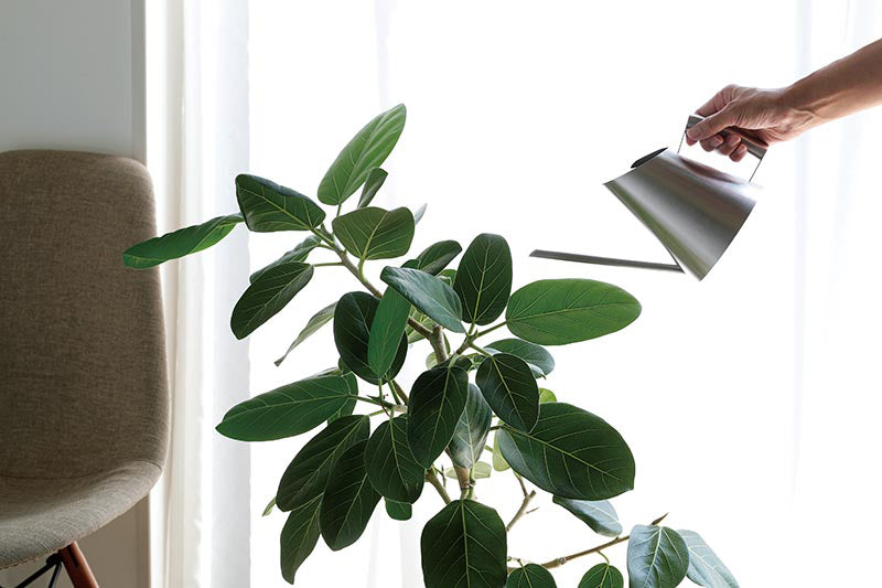 SALUS（セイラス） ミッテ ステンレス製 ジョーロ S